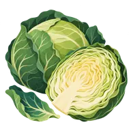 National Cabbage Day