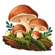 National Mushroom Day