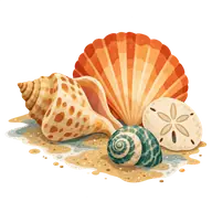 National Seashell Day